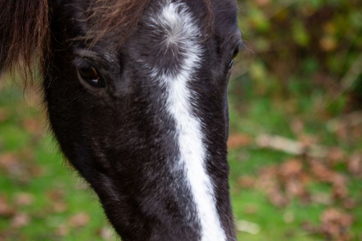 Harvey Smith launches Black Pony Immersive, an immersive‑sim studio amid industry downturn